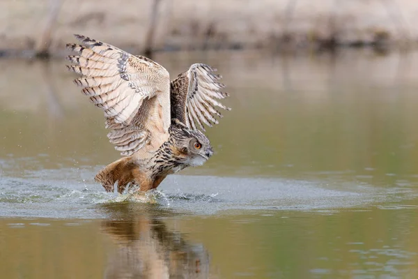 European Eagle Uil Bubo Bubo Die Een Meer Vliegt Een — Stockfoto