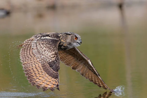 欧洲鹰猫头鹰 Bubo Bubo 飞越荷兰Gelderland的一个湖面 — 图库照片