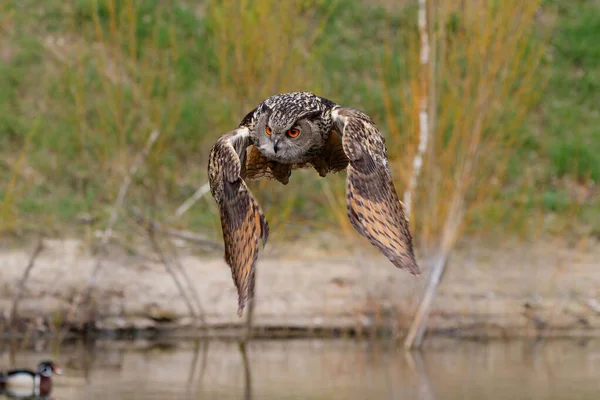 European Eagle Owl Bubo Bubo Που Πετά Πάνω Από Λίμνη — Φωτογραφία Αρχείου