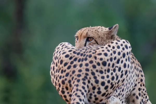 Portait Cheetah Που Ελήφθη Στο Εθνικό Πάρκο Kruger Στη Νότια — Φωτογραφία Αρχείου