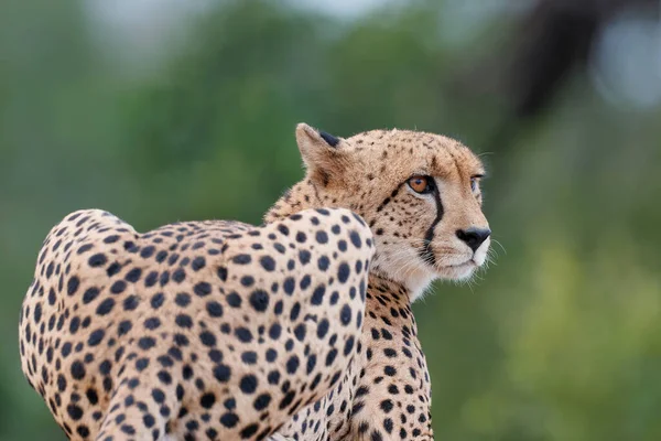 南アフリカのクルーガー国立公園で撮影されたチーターのポート — ストック写真