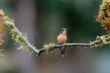 Sinekkuşu, Beyaz Boğaz Dağ Mücevheri (Lampornis castaneoventris) San Gerardo del dota, Kosta Rika 'daki yağmur ormanlarında oturan dişi.