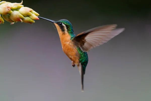 サンジェラルド サヴェグレ コスタリカの熱帯雨林で蜜を得るために花の横に飛んでいるハチドリ ホワイトスロートの山の宝石 Lampornis Castaneoventris — ストック写真