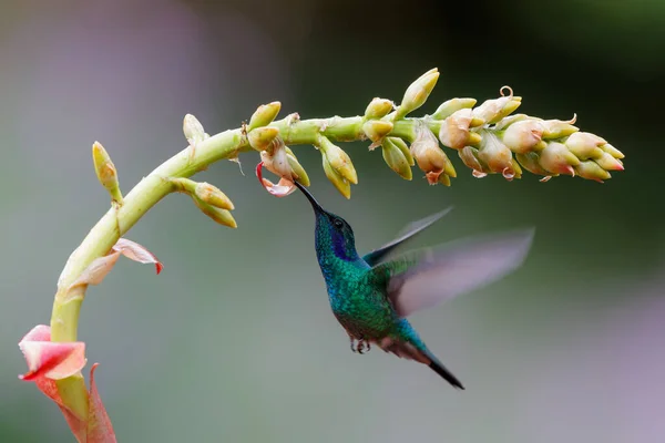 ハチドリ 美しい花から蜜を拾うために飛んでいる緑の紫色の耳 Colibri Thalassinus サンジェラルド サヴェグレ コスタリカ 自然の中での野生動物の行動シーン — ストック写真