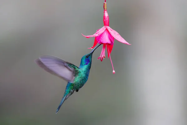 Koliber Zielone Fioletowe Ucho Colibri Thalassinus Latające Aby Odebrać Nektar — Zdjęcie stockowe