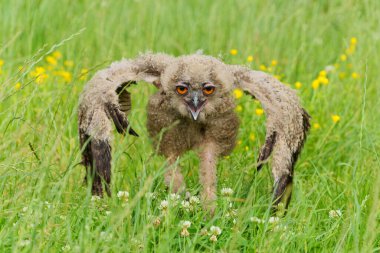       Hollanda 'nın Gelderland kentindeki bir çayırda yürüyen sevimli Avrupa Kartal Baykuşu (Bubo bubo)..                                                