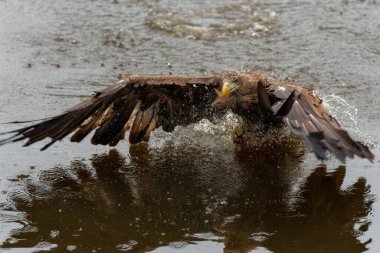 Beyaz Kuyruklu Kartal (Haliaeetus albicilla) sudan bir av yakalar. Ayrıca Avrasya deniz kartalı ve beyaz kuyruklu deniz kartalı olarak da bilinir.                      