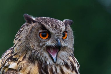   Hollanda 'nın Gelderland şehrinde bir şubede oturan Avrasya Kartalı Baykuşu (Bubo bubo)                              
