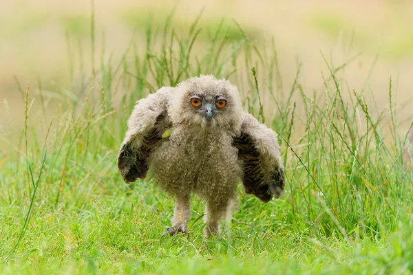 可爱的欧洲鹰猫头鹰 Bubo Bubo 在荷兰Gelderland的一个草地上散步 — 图库照片