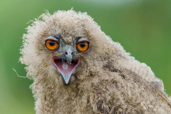Cute Juvenile European Eagle Owl Bubo Bubo Sitting Meadow Gelderland — Stock Photo, Image