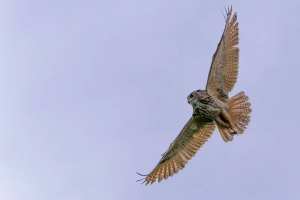 Eurasiska Örnugglan Bubo Bubo Flyger Ängarna Gelderland Nederländerna — Stockfoto