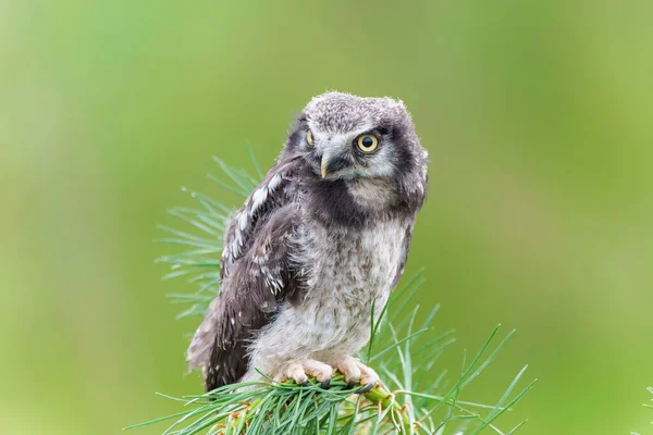Juvenile Northern Hawk Owl Northern Hawk Owl Surnia Ulula Branch — 图库照片