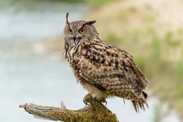   Hollanda 'nın Gelderland şehrinde bir şubede oturan Avrasya Kartalı Baykuşu (Bubo bubo)                              