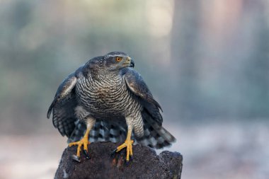 Hollanda 'da, Noord Brabant ormanında oturan Kuzey Şahini (accipiter gentilis)