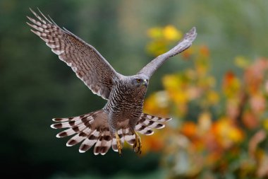 Kuzey Şahini (accipiter gentilis), Hollanda 'nın Noord Brabant ormanında sonbaharda uçar.