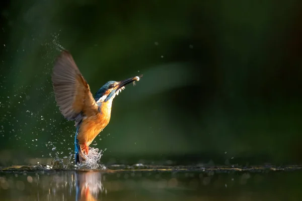 Gewone Ijsvogel Komt Uit Het Water Het Duiken Naar Vis — Stockfoto