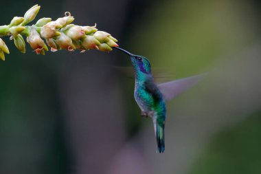Sinekkuşu - Yeşil menekşe kulaklı (Colibri thalassinus) güzel bir çiçek olan San Gerardo del Dota, Savegre, Kosta Rika 'dan nektar toplamak için uçar. Doğadan aksiyon vahşi yaşam sahnesi.