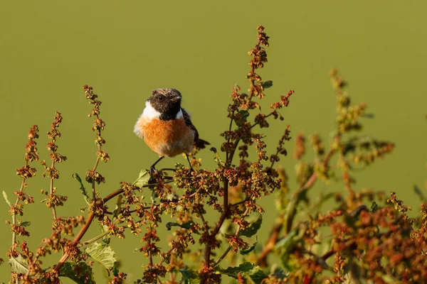 European Stonechat Saxicola Rubicola Male Searching Food Meadows Netherlands Green — Stock Photo, Image