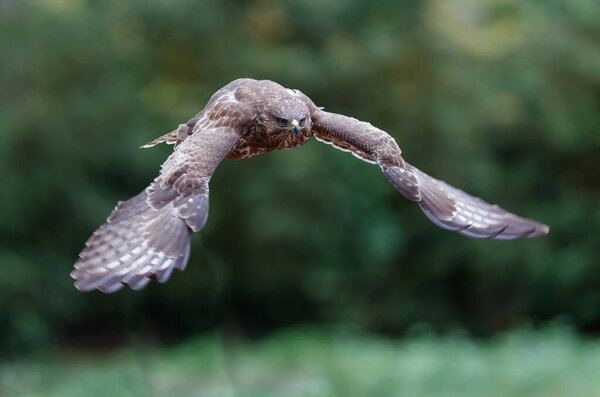 Common Buzzard (Buteo buteo) flying in the forest of Noord Brabant in the Netherlands.  Green forest background