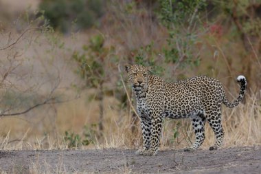Leopar (Panthera pardus) Güney Afrika 'nın Büyük Kruger Bölgesi' ndeki Sabi Kumları Oyun Rezervinde