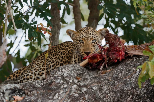 Leopardo Panthera Pardus Sabi Sands Reserva Caça Região Grande Kruger — Fotografia de Stock
