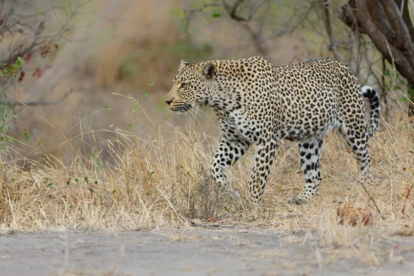 Leopardo Panthera Pardus Sabi Sands Reserva Caça Região Grande Kruger — Fotografia de Stock