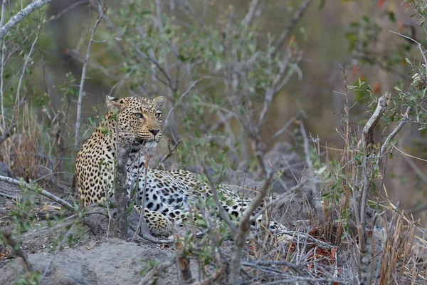 南非大克鲁格地区萨比沙地野生动物保护区的豹 Panthera Pardus — 图库照片