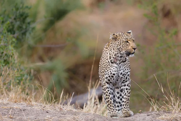 Leopard Panthera Pardus Rezerwacie Gier Sabi Sands Regionie Wielkiego Krugera — Zdjęcie stockowe