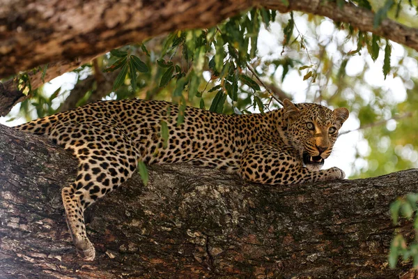 Leopardo Panthera Pardus Reserva Caza Sabi Sands Región Del Gran — Foto de Stock