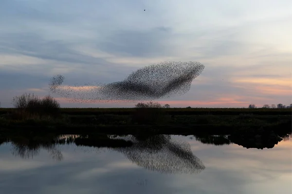 Murmurações Estelares Grande Bando Estorninhos Sturnus Vulgaris Voa Pôr Sol — Fotografia de Stock