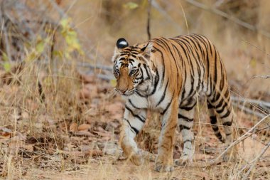 Tiger, Bengal Tiger (Panthera tigris Tigris), Hindistan 'daki Bandhavgarh Milli Parkı' nda yürüyor.