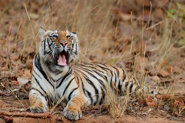 インドのバンダガール国立公園の長い乾燥した草の中に眠るベンガルの虎 Panthera Tigris Tigris — ストック写真
