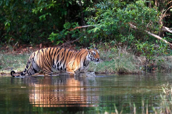 Tigre Bengala Panthera Tigris Tigris Caminhando Água Pequeno Lago Parque — Fotografia de Stock
