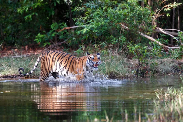 Bengal Tiger Panthera Tigris Tigris Walking Water Small Lake Bandhavgarh — Stock Photo, Image