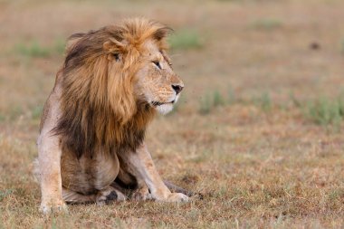 Aslan (Panthera leo) erkek Kenya 'daki Masai Mara Milli Bankası' nda dinleniyor.