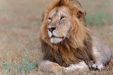 Aslan (Panthera leo) erkek Kenya 'daki Masai Mara Milli Bankası' nda dinleniyor.