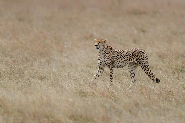 Cheetah Acinonyx Jubatus Αρσενικό Κυνήγι Στις Πεδιάδες Στο Masai Mara — Φωτογραφία Αρχείου