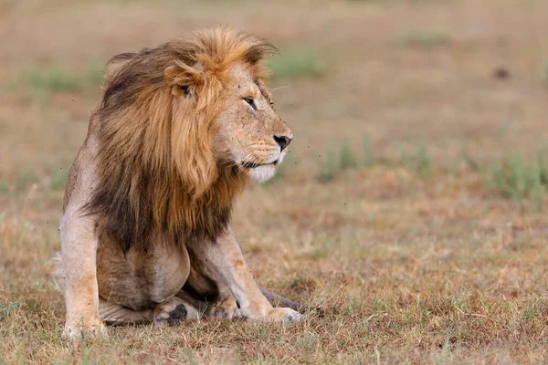 Lew Panthera Leo Mężczyzna Odpoczywający Rezerwacie Narodowym Masai Mara Kenii — Zdjęcie stockowe