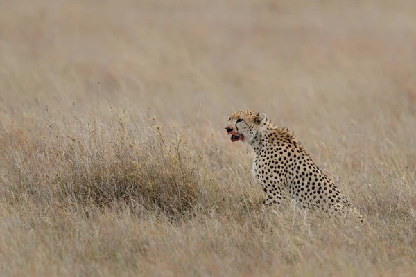 Gepard Acinonyx Jubatus Lovu Samců Pláních Státní Rezervace Masai Mara — Stock fotografie