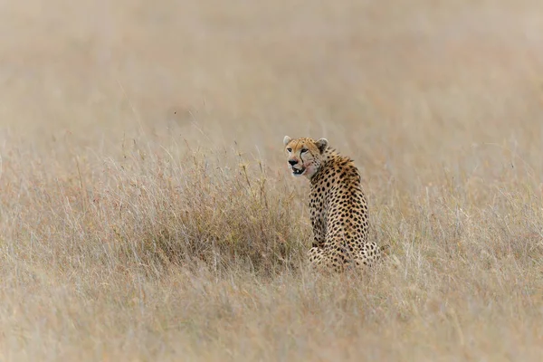 Cheetah Acinonyx Jubatus Mannelijke Jacht Vlakten Masai Mara National Reserve — Stockfoto