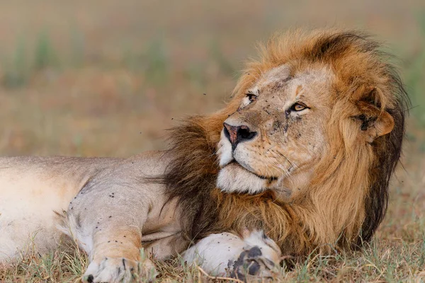 Lev Panthera Leo Muž Odpočívající Národní Rezervaci Masai Mara Keni — Stock fotografie