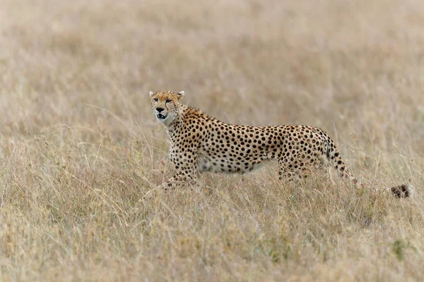 Cheetah Acinonyx Jubatus Caça Masculina Nas Planícies Reserva Nacional Masai — Fotografia de Stock