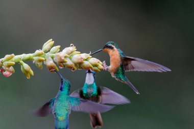 Hummingbird, White-throated Mountain-gem (Lampornis castaneoventris) female flying next to a flower to get nectar in the rainforest in San Gerardo del dota, Savegre, Costa Rica clipart