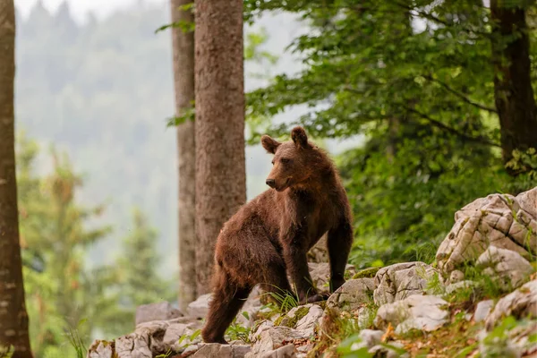 Urso Pardo Selvagem Jovem Procura Comida Floresta Montanhas Região Notranjska — Fotografia de Stock