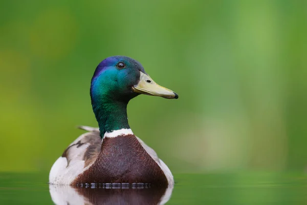 雄野鸭或野鸭 Anas Platyrhynchos 在荷兰一个绿色背景的池塘里游泳 — 图库照片