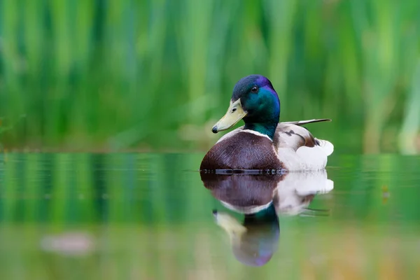 Mallard Wild Duck Anas Platyrhynchos Male Swimming Pond Netherlands Green — стоковое фото