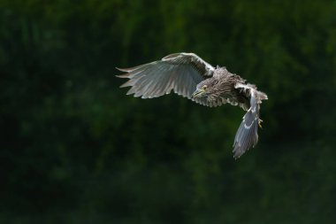 Genç Siyah Taç Giyen Gece Balıkçıl (Nycticorax nycticorax) karanlık bir arka planla küçük bir gölde takılıyor.                                 