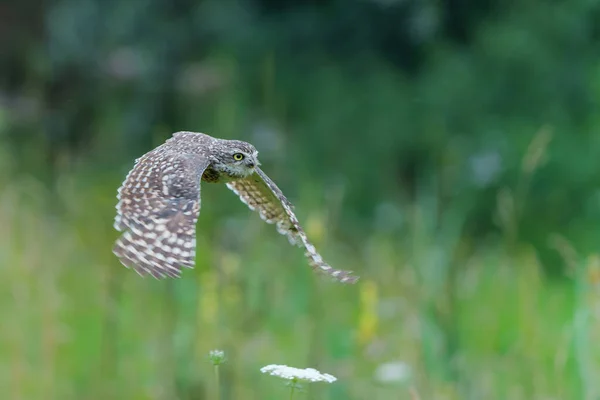 Burrowing Búho Athene Cunicularia Volando Campo Con Flores Silvestres Los —  Fotos de Stock