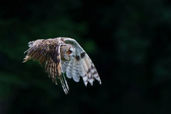 在荷兰的Noord Brabant森林中 美丽的长耳朵猫头鹰 Asio Otus 在一块空地上飞翔 — 图库照片
