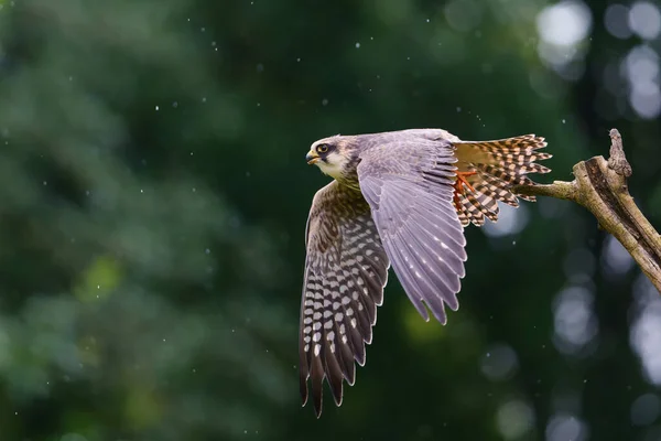 Красноногий Сокол Falco Vespertinus Бывший Красноногий Сокол Летящий Кричащий Дождем — стоковое фото